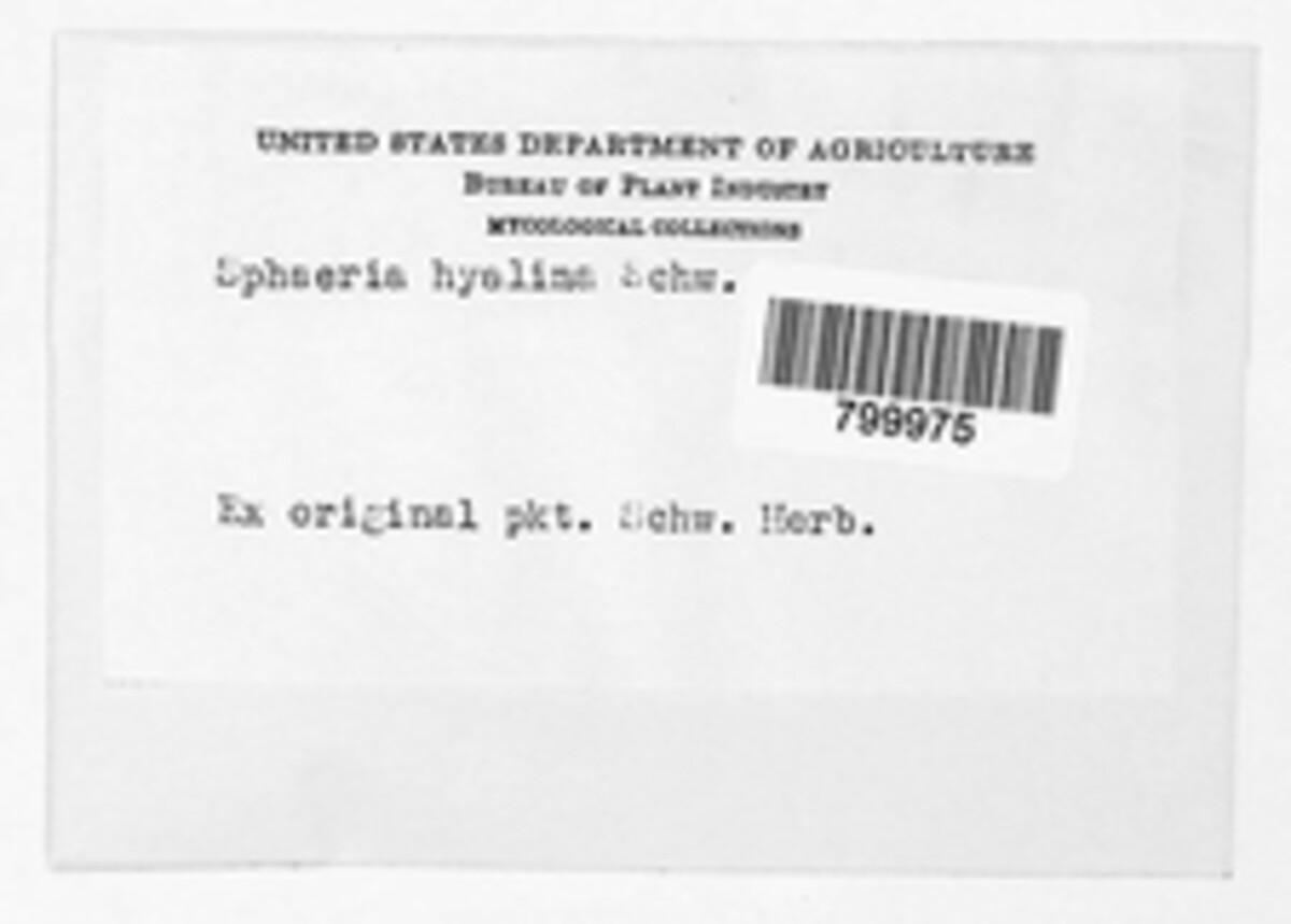 Hypomyces hyalinus image